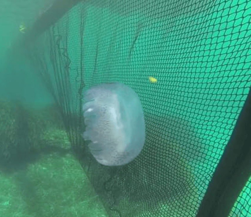 Floating protection system for beaches against Portuguese man o' war jellyfish 4